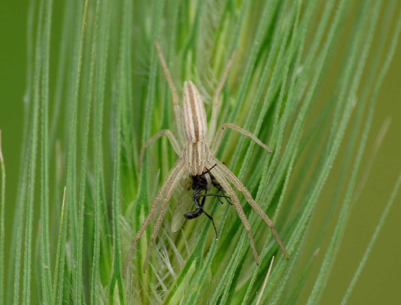 Piccoli Bibionidae: Dilophus cf. femoratus M e F